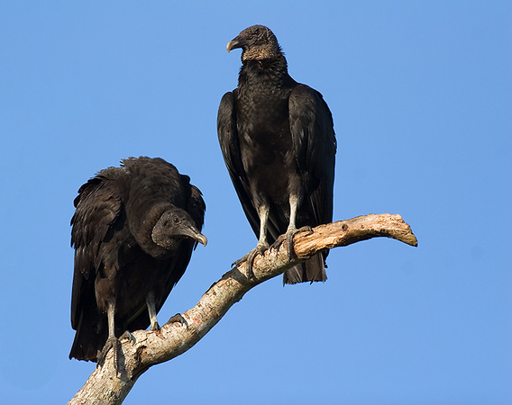 Black Vultures