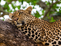 Leopard Resting