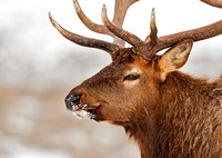Bull Elk