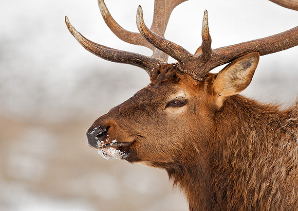 Bull Elk