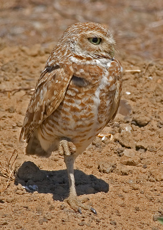 Burrowing Owl