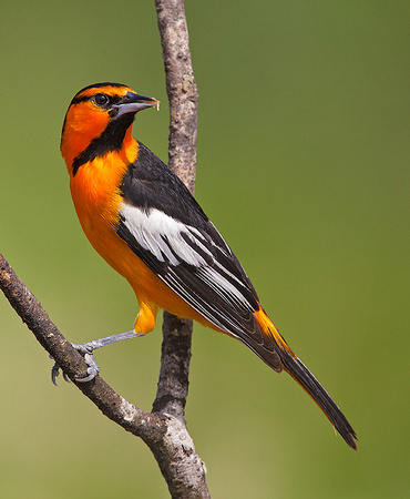 Bullock's Oriole