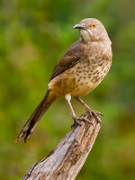Curve-Billed Thrasher