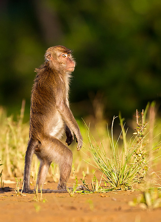 Long-Tailed Macaque Standing for View
