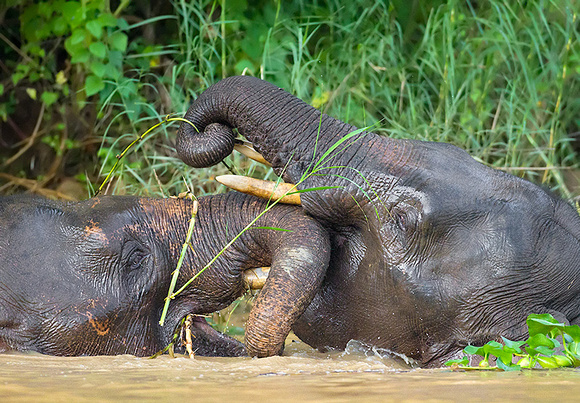 Pygmy Elephants Trunk-Wrestling in River