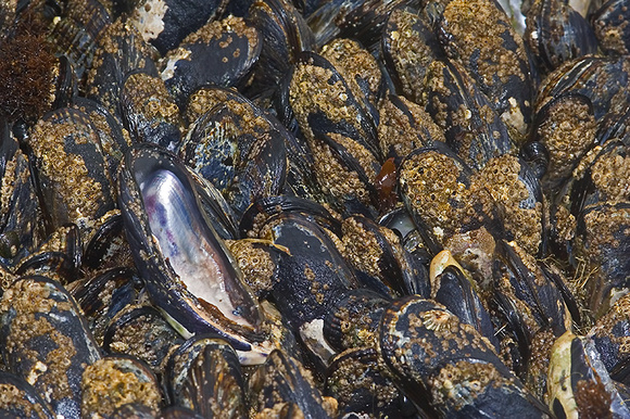 California Mussels