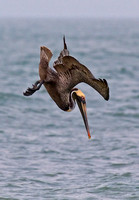 Brown Pelican in Feeding Dive