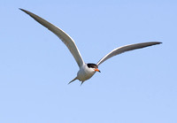 Forster's Tern