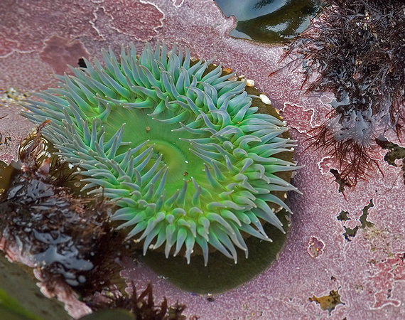 Green Anemone
