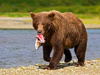Mother Bear Carrying Salmon to Cub