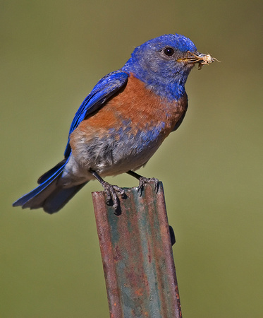 Western Bluebird with Insect for Young