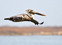Brown Pelican