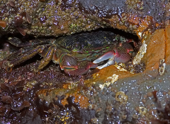 Purple Shore Crab