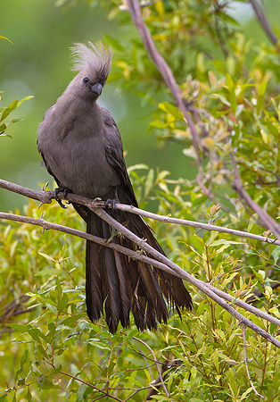 Grey Turaco