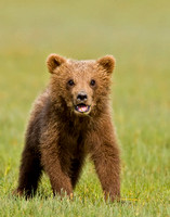 Cub