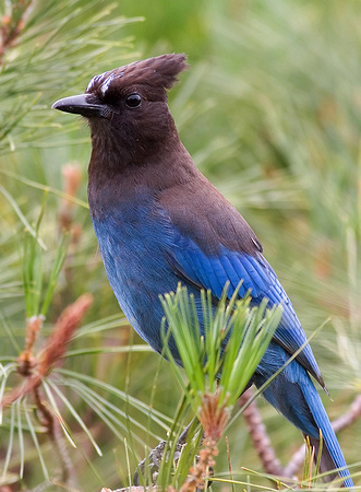 Steller's Jay