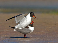 Laughing Gulls Mating