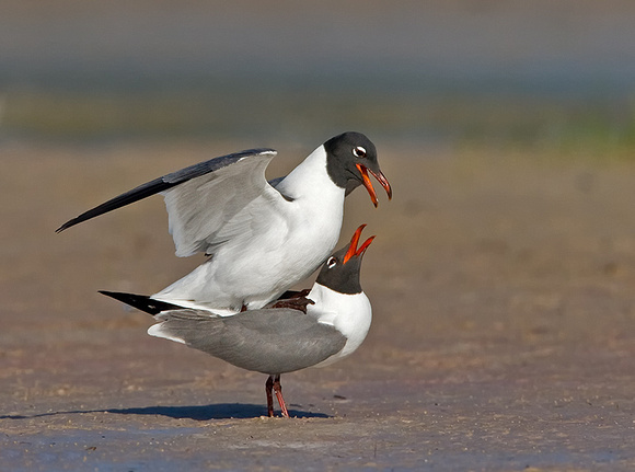 Laughing Gulls Mating