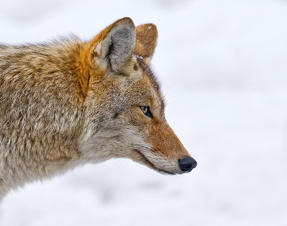 Coyote