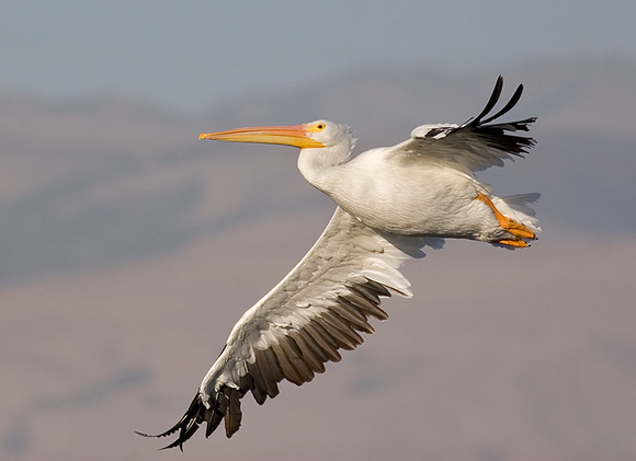 White Pelican