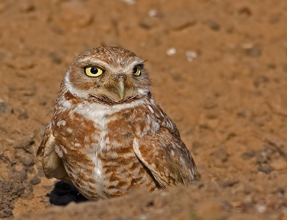 Burrowing Owl