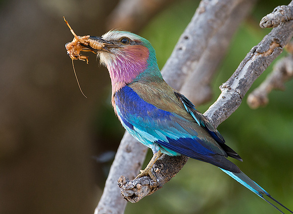 Lilac-Breasted Roller with Prey