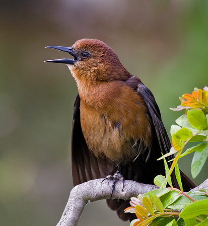 Boat-Tailed Grackle