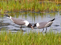 Laughing Gulls Courting - Male Feeds Female