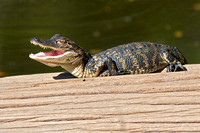 American Alligator Hatchling