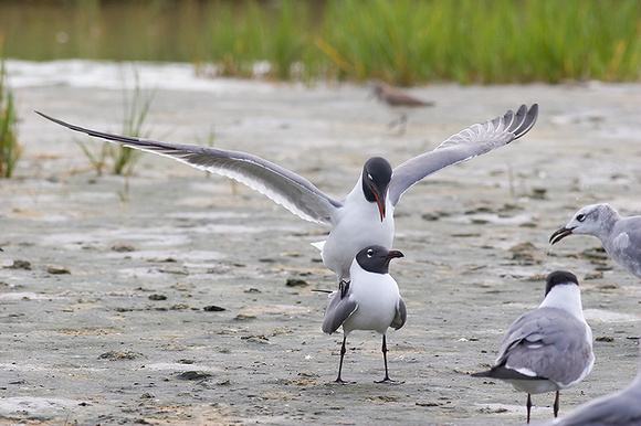 Laughing Gulls Mating