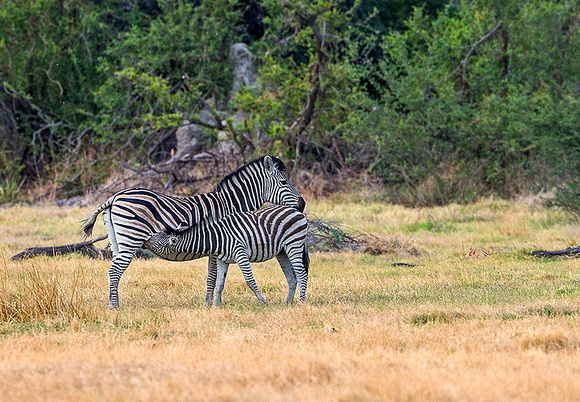 Zebra Feeding from Mom