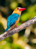 Stork-Billed Kingfisher