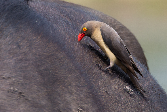 Red-Billed Oxpecker on Cape Buffalo