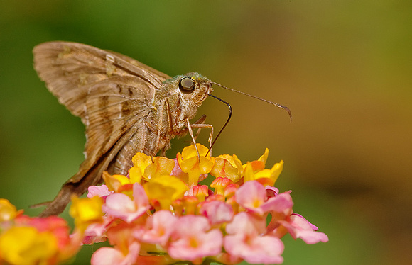 Moth Drinking Nectar