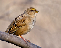 Golden-Crowned Sparrow