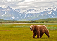 Strolling Through Meadow