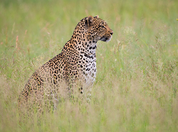 Leopard Watching Prey Target