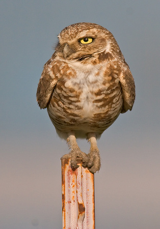 Burrowing Owl