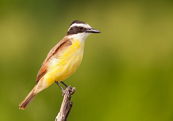 Great Kiskadee