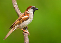 House Sparrow