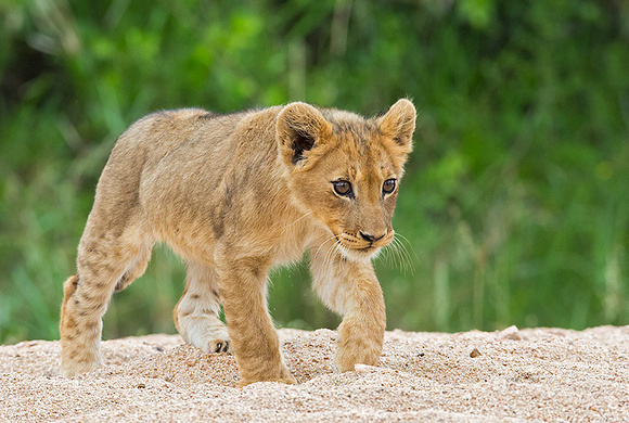 Cub Walking Over Sand River