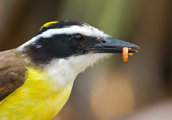 Great Kiskadee