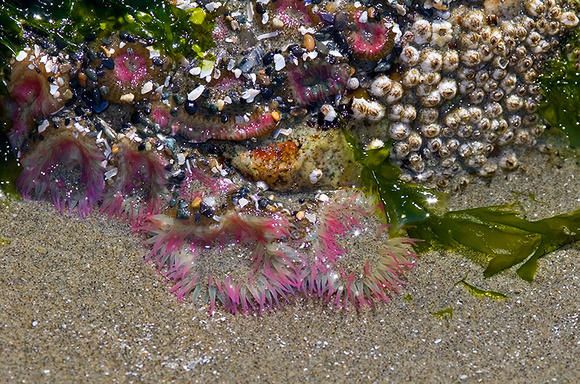 Strawberry Anemones