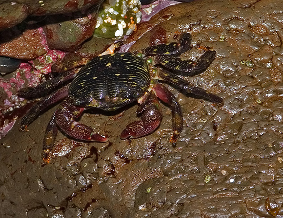 Lined Shore Crab