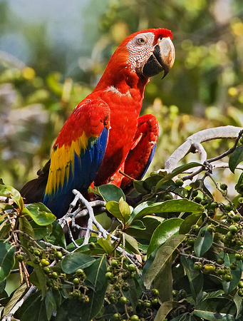 Scarlet Macaw