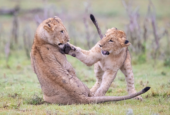 Lions Playing
