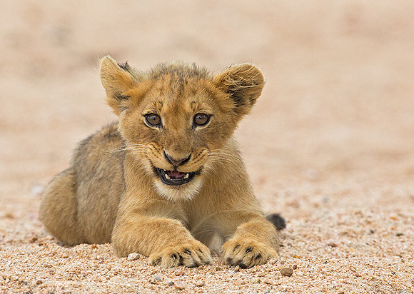 Cub Sitting in Sand River
