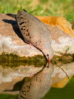 Common Ground Dove