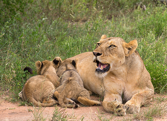 Cubs Feeding with Mom