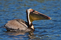 Brown Pelican
